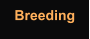 Breeding