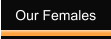 Our Females
