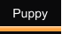 Puppy