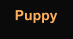 Puppy