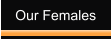 Our Females