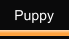 Puppy